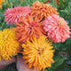 GIANT CACTUS DOUBLE MIX-ZINNIA