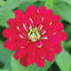 ZAHARA DOUBLE CHERRY-ZINNIA
