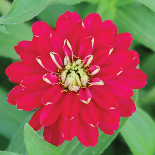 ZAHARA DOUBLE CHERRY-ZINNIA