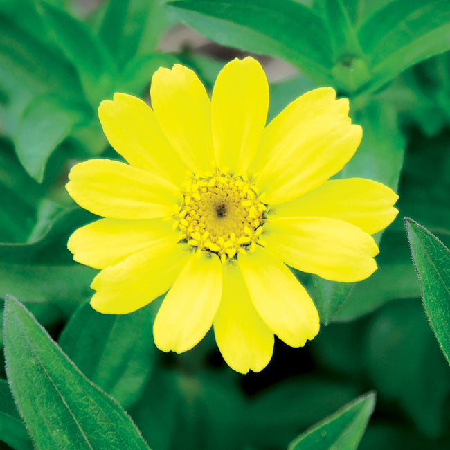 ZAHARA YELLOW IMPROVED-ZINNIA
