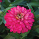 ZAHARA DOUBLE SALMON ROSE-ZINNIA