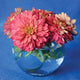 ZAHARA DOUBLE SALMON ROSE-ZINNIA