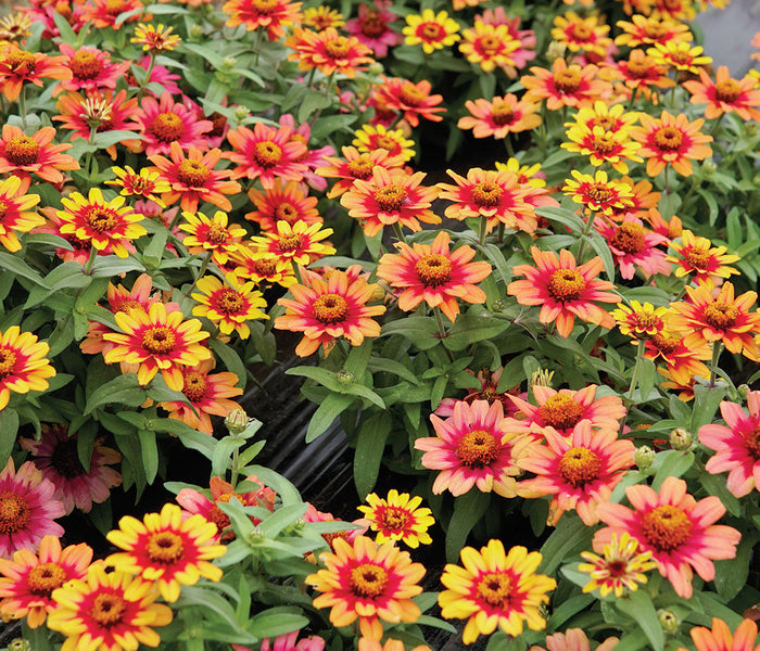 PROFUSION RED YELLOW BICOLOR-ZINNIA