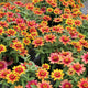 PROFUSION RED YELLOW BICOLOR-ZINNIA