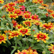 PROFUSION RED YELLOW BICOLOR-ZINNIA