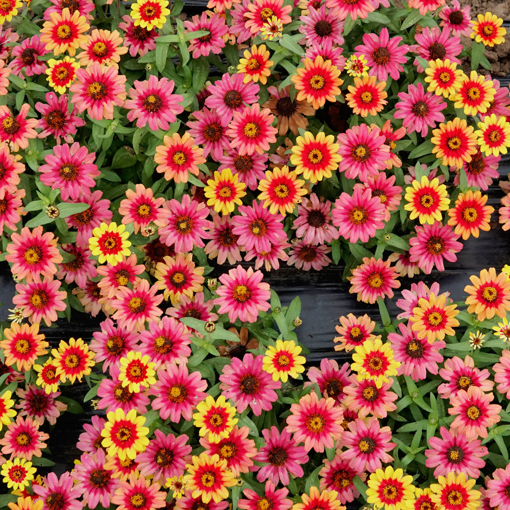 Profusion Red Yellow Bi-Color Zinnia - Thumbnail 5