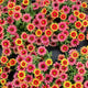 PROFUSION RED YELLOW BICOLOR-ZINNIA