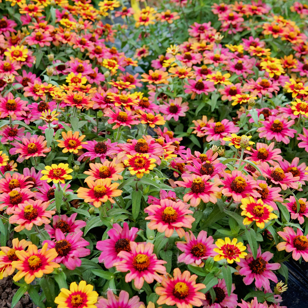 Profusion Red Yellow Bi-Color Zinnia - Thumbnail 4