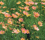 CRÈME CARAMEL-COREOPSIS