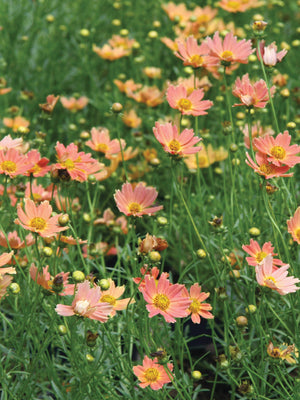 CRÈME CARAMEL-COREOPSIS