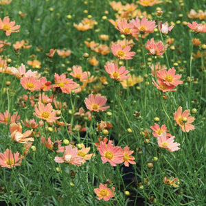 CRÈME CARAMEL-COREOPSIS