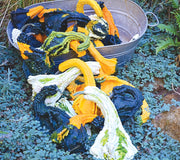 AUTUMN WINGS GOURDS-MEDIUM-GOURD