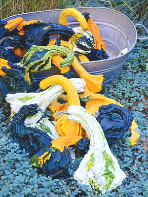 AUTUMN WINGS GOURDS-MEDIUM-GOURD