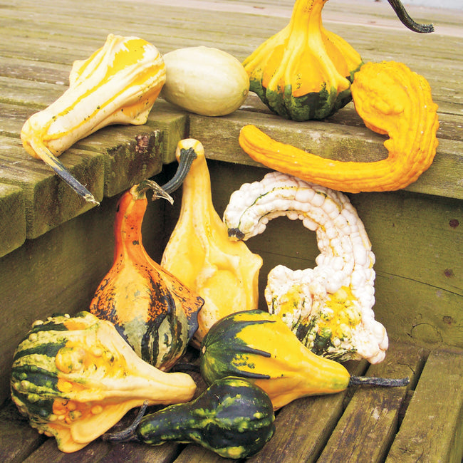 AUTUMN WINGS GOURDS-MEDIUM-GOURD