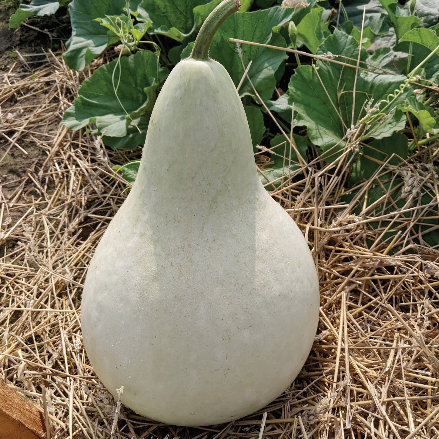 Martinhouse Gourd