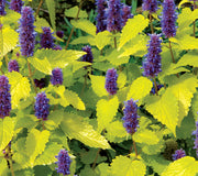 GOLDEN JUBILEE-ANISE HYSSOP