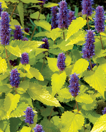 GOLDEN JUBILEE-ANISE HYSSOP