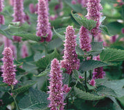BLUE-ANISE HYSSOP