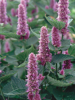 BLUE-ANISE HYSSOP