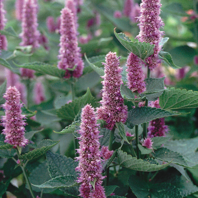 BLUE-ANISE HYSSOP