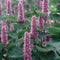 BLUE-ANISE HYSSOP