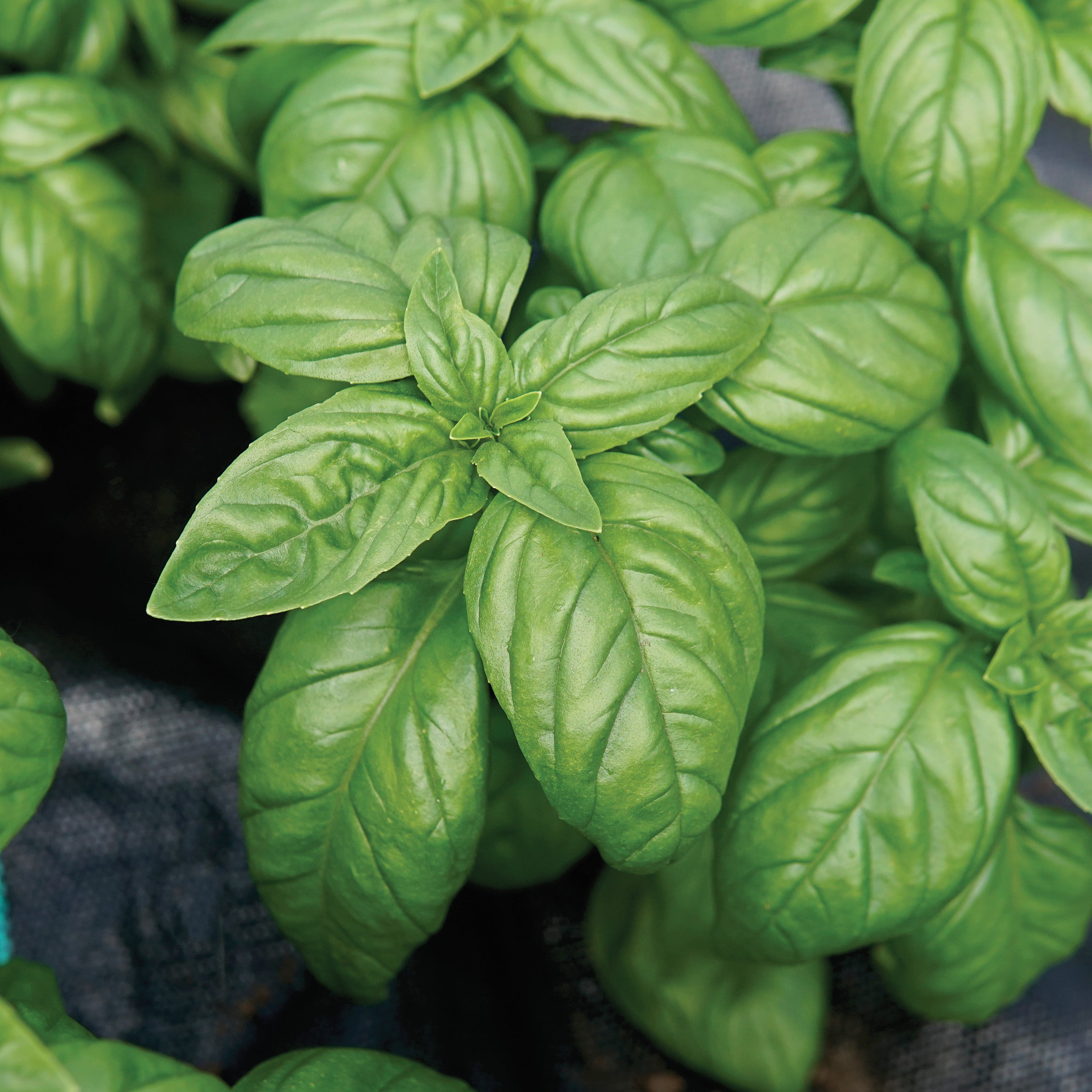 Valsa Basil Emily Genovese basil | TRANSPLANT / SHIPS LAST HALF OF MAY SOLD OUT ...