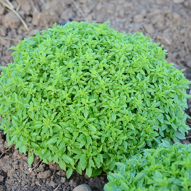 FINISSIMO VERDE A PALLA-BASIL