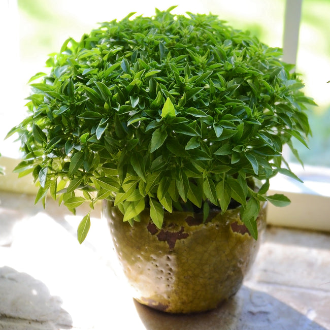 FINISSIMO VERDE A PALLA-BASIL