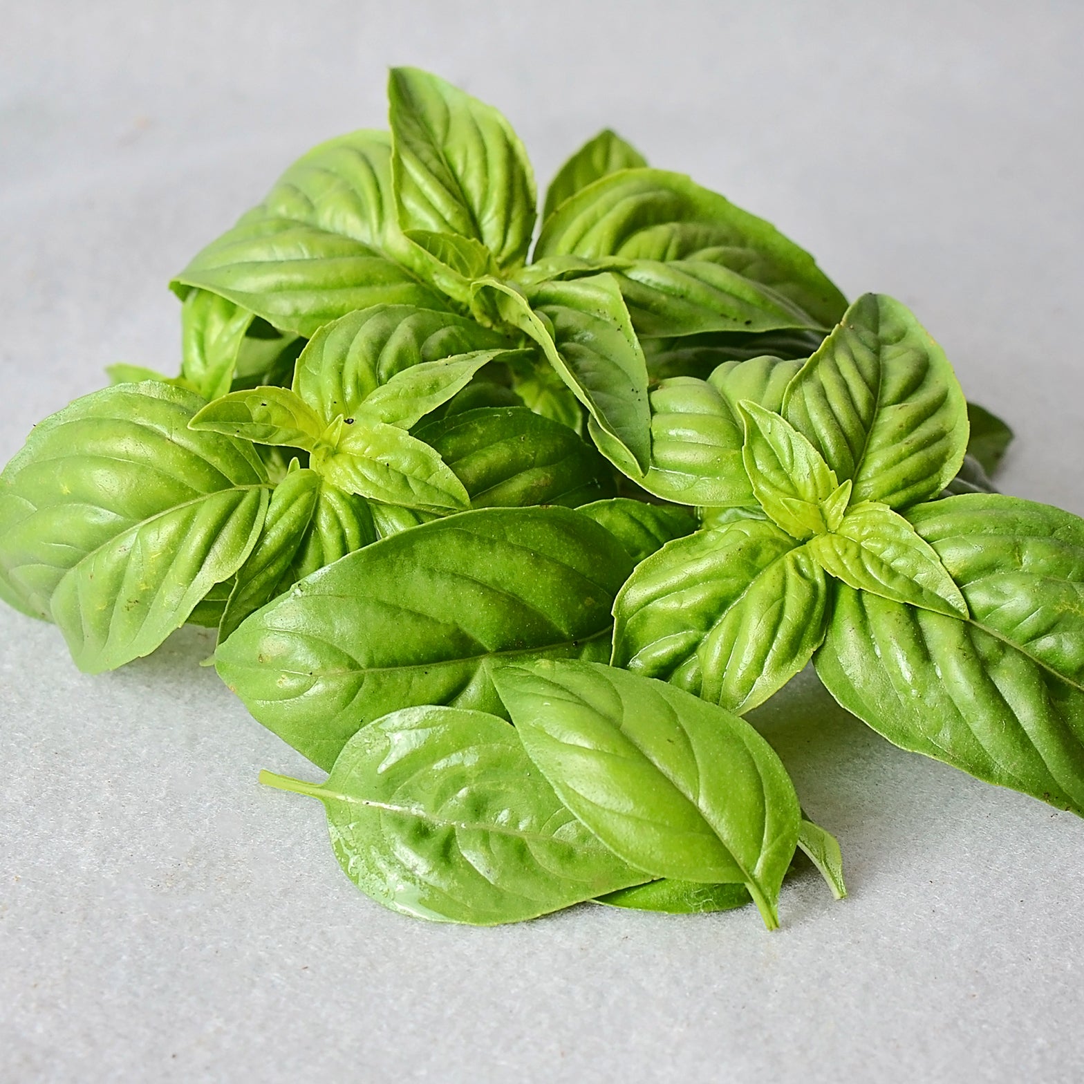 Sweet Basil Basil Seed Territorial Seed