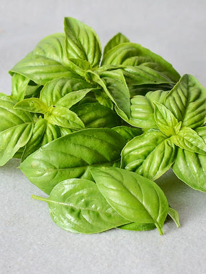 SWEET BASIL-BASIL