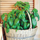 SWEET BASIL-BASIL