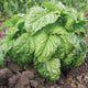 MAMMOTH SWEET-BASIL