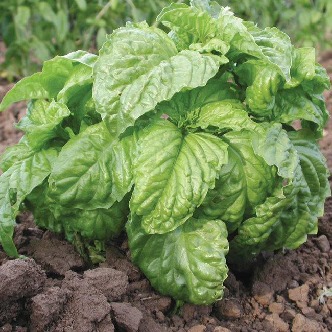MAMMOTH SWEET-BASIL