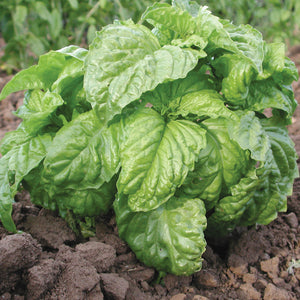 MAMMOTH SWEET-BASIL