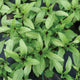 THAI BASIL-BASIL