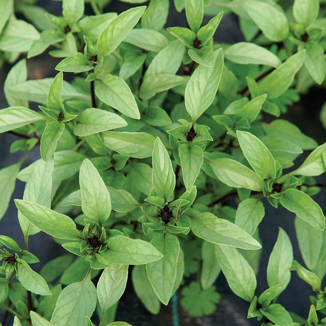 THAI BASIL-BASIL