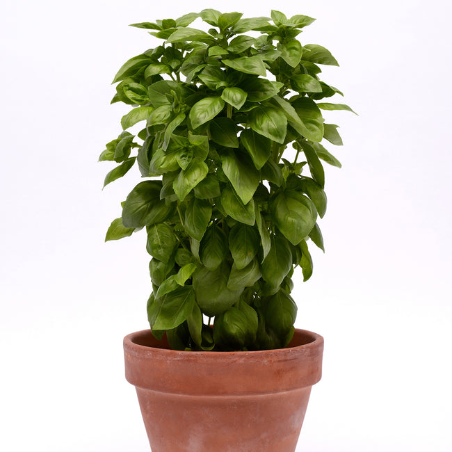 EVERLEAF EMERALD TOWERS-BASIL