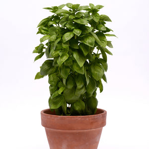 EVERLEAF EMERALD TOWERS-BASIL