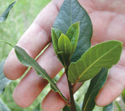 BAY LAUREL-BAY LAUREL