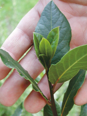 BAY LAUREL-BAY LAUREL