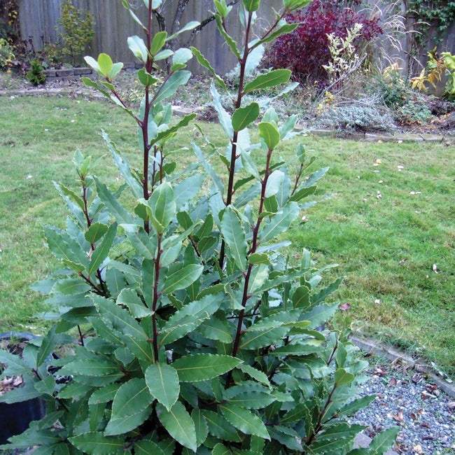 BAY LAUREL-BAY LAUREL