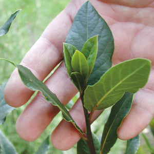 BAY LAUREL-BAY LAUREL