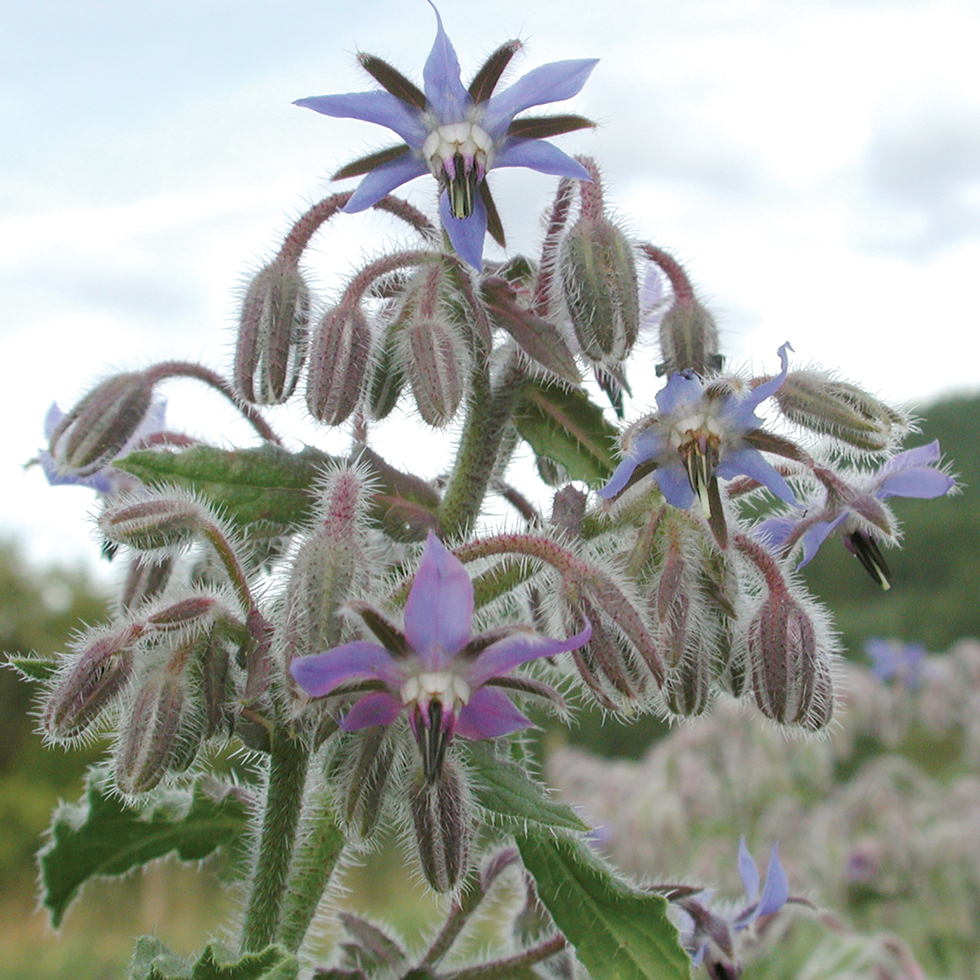 Borage Leaves Borage: Common – Foundroot
