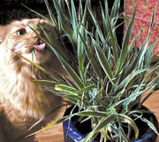 VARIEGATED CAT GRASS-CAT GRASS