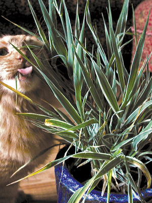 VARIEGATED CAT GRASS-CAT GRASS