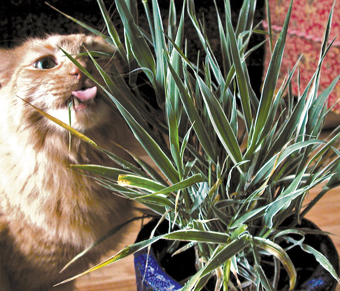 VARIEGATED CAT GRASS-CAT GRASS