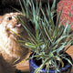 VARIEGATED CAT GRASS-CAT GRASS