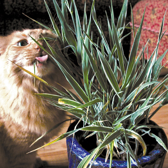 VARIEGATED CAT GRASS-CAT GRASS