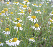 GERMAN CHAMOMILE-CHAMOMILE