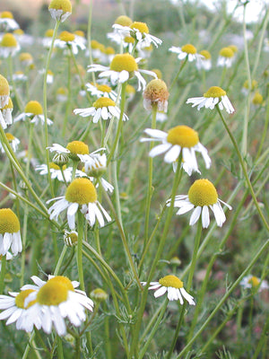 GERMAN CHAMOMILE-CHAMOMILE